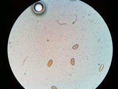 Pseudosperma friabile