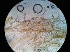 Pseudosperma friabile