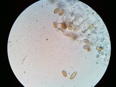 Pseudosperma friabile