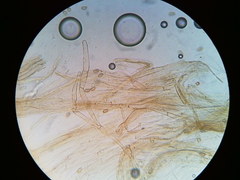 Pseudosperma friabile