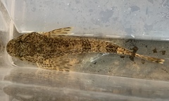 Cottus bairdii