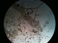 Pseudosperma friabile