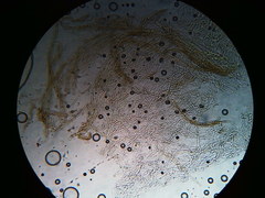 Pseudosperma friabile