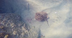 Urobatis concentricus