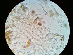 Pseudosperma friabile