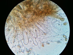 Pseudosperma friabile