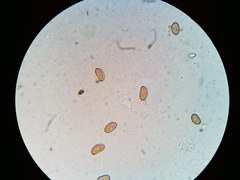 Pseudosperma friabile