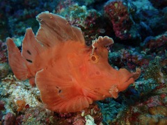 Rhinopias eschmeyeri
