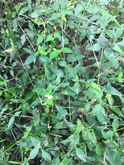 Lysimachia radicans
