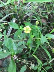 Lysimachia radicans