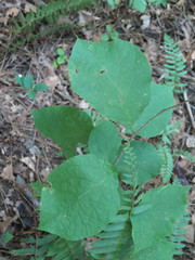 Styrax grandifolius
