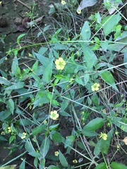 Lysimachia radicans