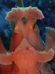 Rhinopias eschmeyeri