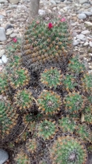 Mammillaria polythele