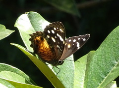 Paralethe dendrophilus