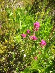 Castilleja parviflora olympica