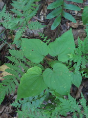 Dioscorea villosa