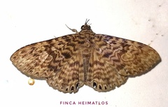Dialithis gemmifera