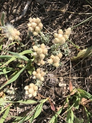 Antennaria microphylla