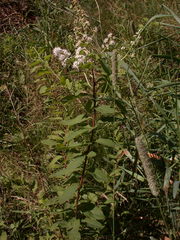 Spiraea alba latifolia