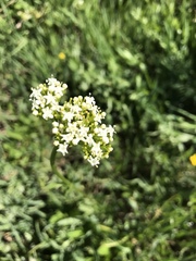 Valeriana occidentalis