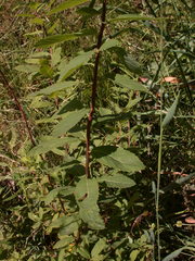 Spiraea alba latifolia