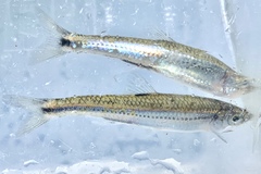 Notropis leuciodus