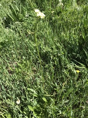 Valeriana occidentalis