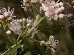Spiraea alba latifolia