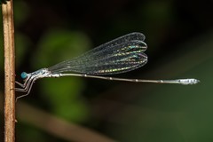 Labidiosticta vallisi