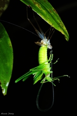 Engonia