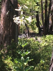 Lilium washingtonianum