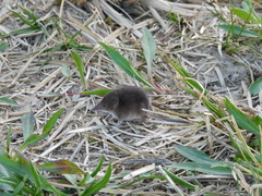 Sorex cinereus