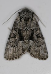 Eremobina leucoscelis