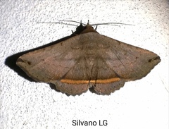 Lesmone formularis