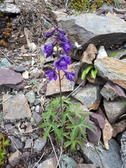 Delphinium brachycentrum