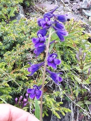 Delphinium brachycentrum