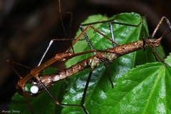 Pygirhynchus toledopizai