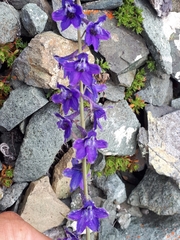 Delphinium brachycentrum