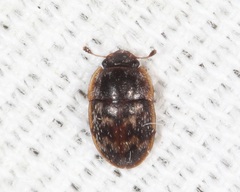 Cryptarcha concinna