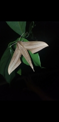 Xylophanes loelia