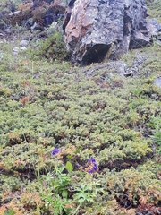 Delphinium brachycentrum