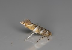 Cameraria ostryarella