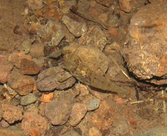 Macrobrachium olfersii