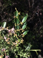 Smilax campestris
