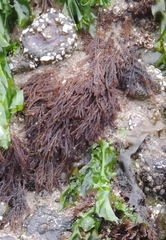 Microcladia borealis