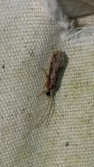 Annulipalpia