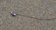 Semisulcospiridae