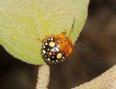 Chinavia marginata