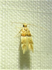 Theisoa constrictella